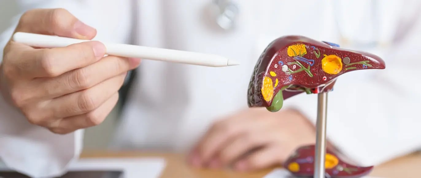 img-doctor-explaining-the-functions-of-a-liver