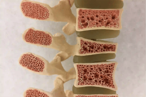 spinal column