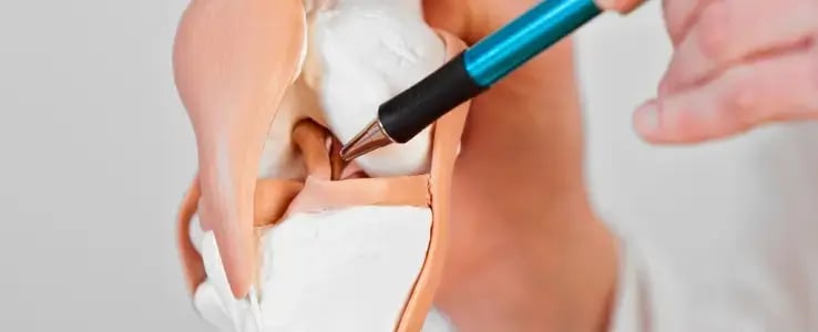 醫生利用膝關節模型向病人講解膝部結構及受傷情況。Doctor explaining knee structure and injury using a knee joint model